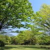 新緑輝く３