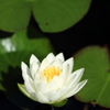 睡蓮３