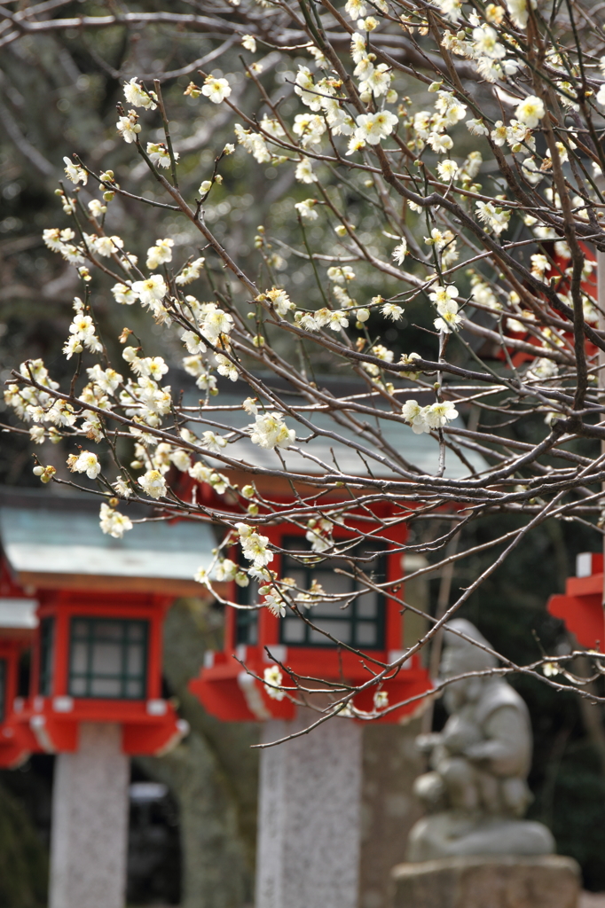常宮神社の梅