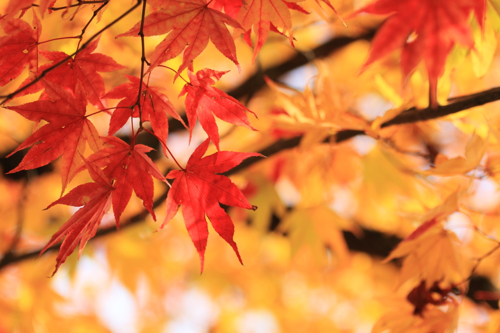 紅葉１５
