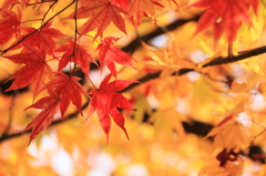 紅葉１５