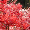 彼岸花２