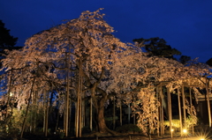 枝垂桜ー大宝寺