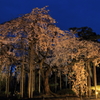 枝垂桜ー大宝寺