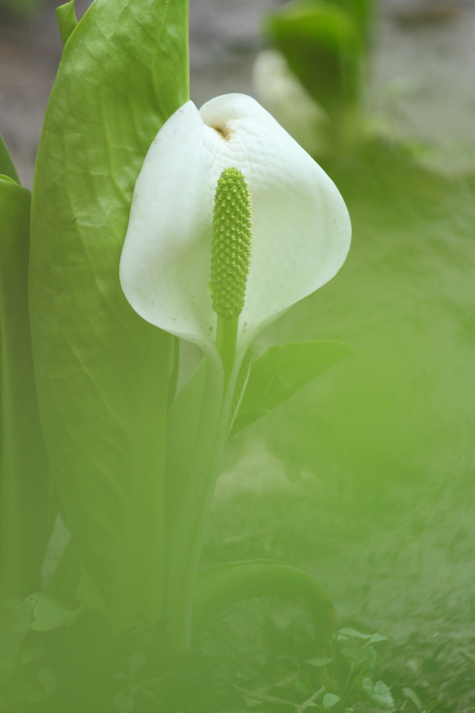 水芭蕉2