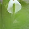 水芭蕉2