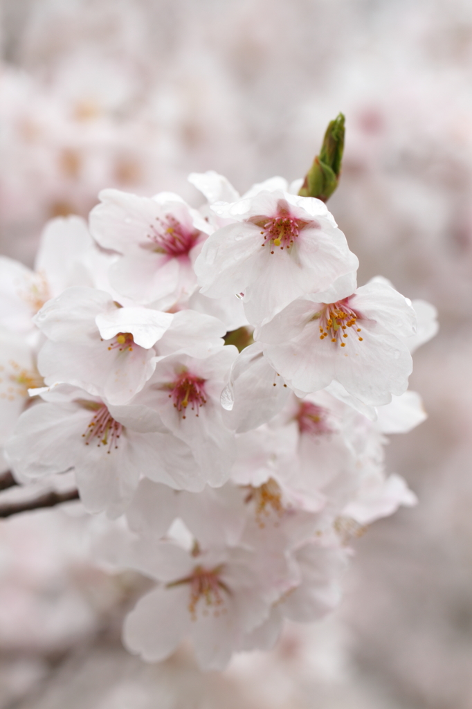 SAKURA10