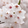 SAKURA10