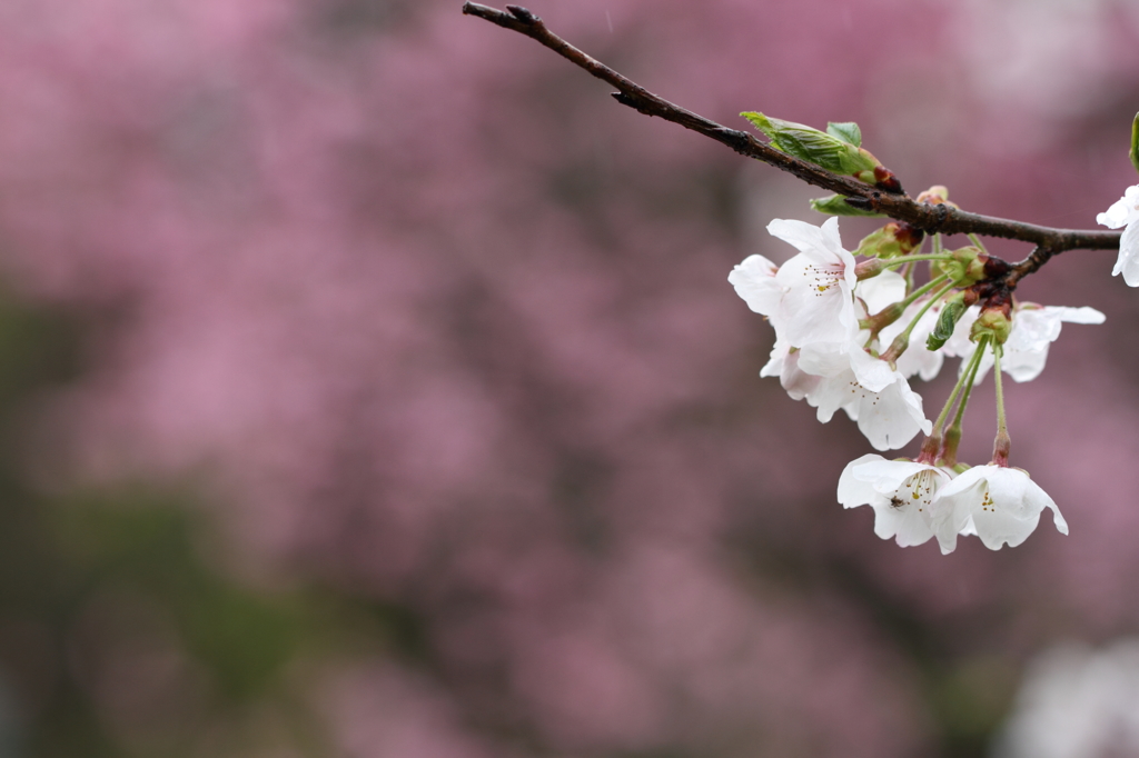 SAKURA9