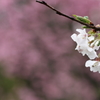 SAKURA9