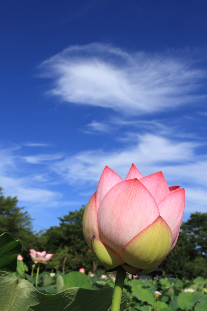 花蓮16