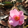 枯葉に花を