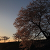 堤の桜２