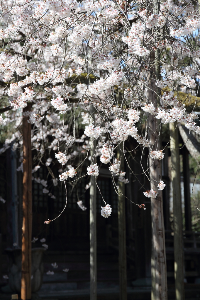 花筐の桜２