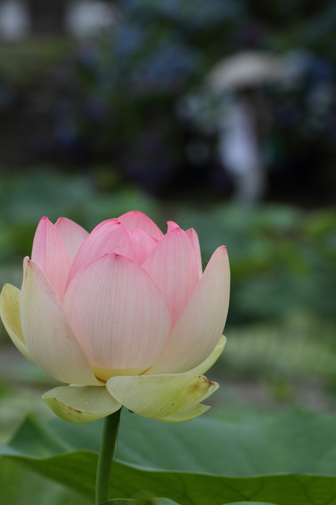 花蓮３
