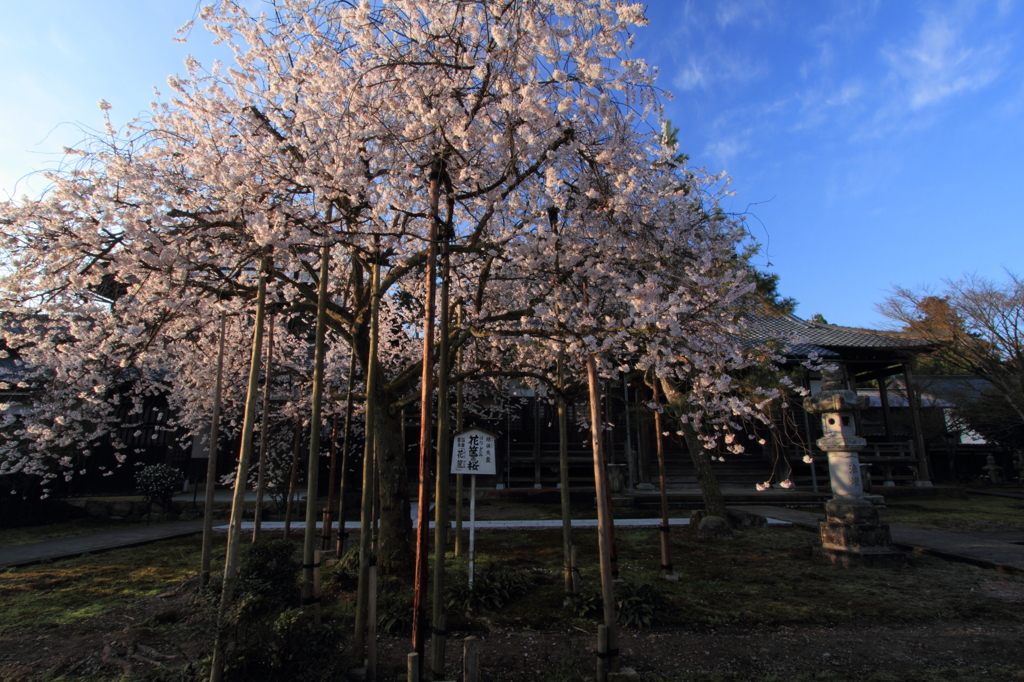 花筐の桜１