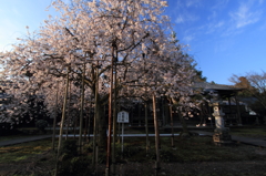 花筐の桜１