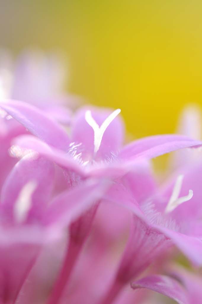 HANA 03