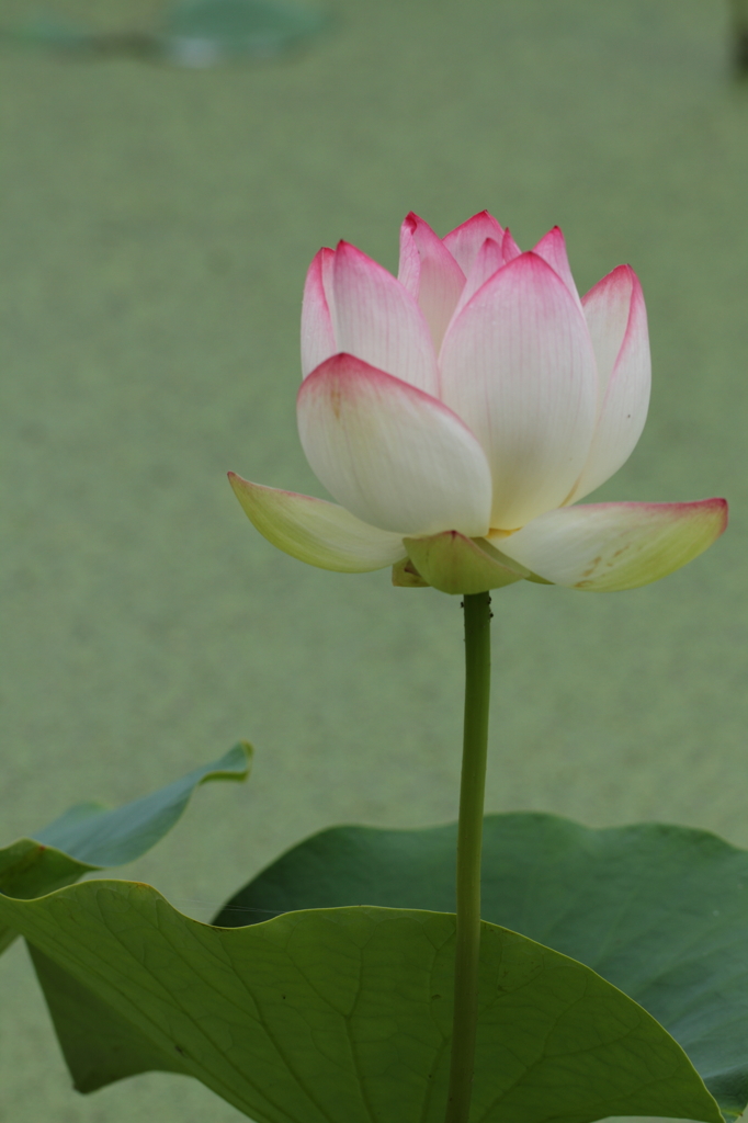 花蓮５