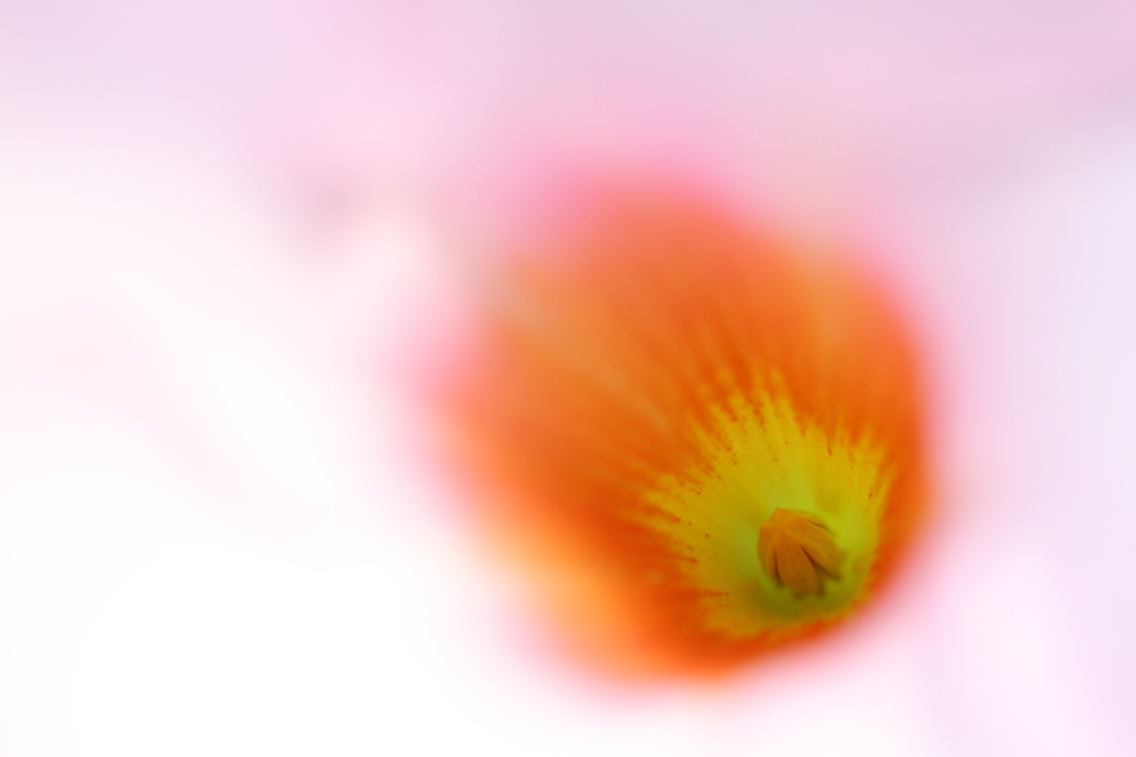 HANA 02