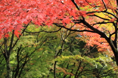 紅葉１