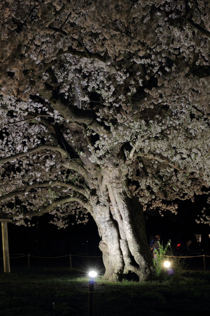 一本桜