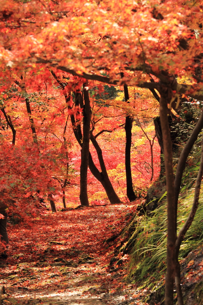 紅葉１３