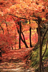 紅葉１３