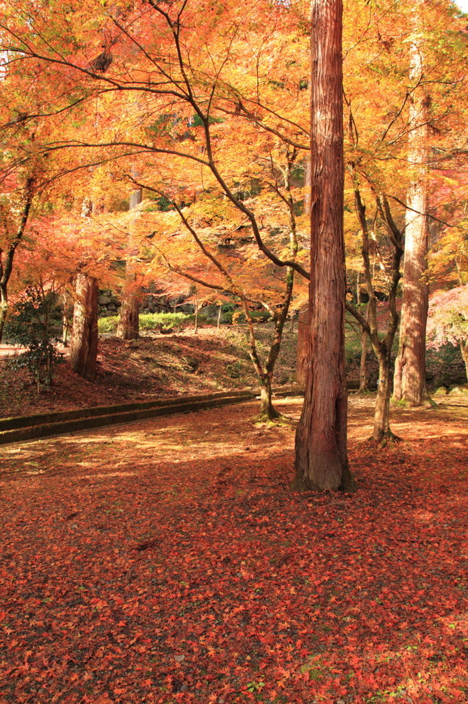 紅葉１１