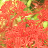 彼岸花１