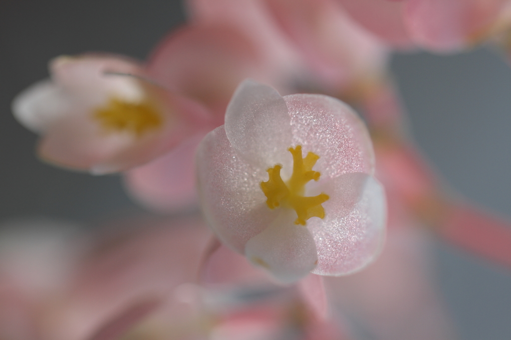 HANA　01