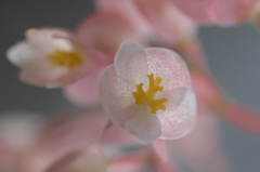 HANA　01