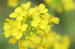 菜の花