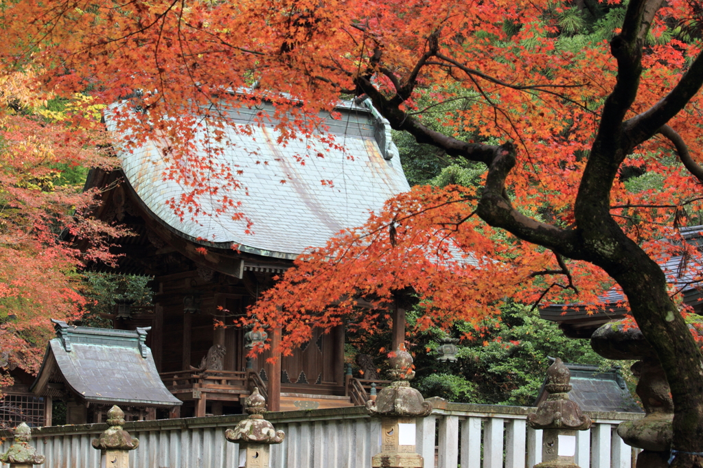 紅葉９