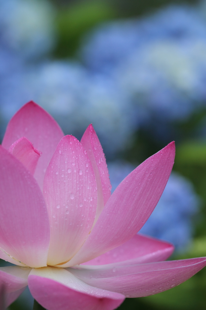 花蓮2