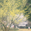 サンシュユ