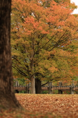 紅葉４