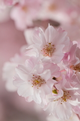 しだれ桜4