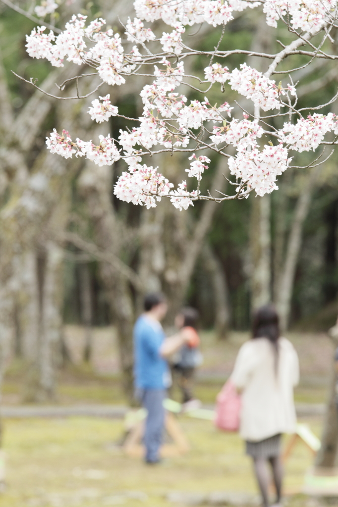 桜の下で２