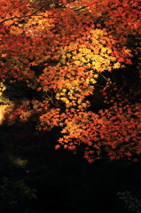 紅葉１６