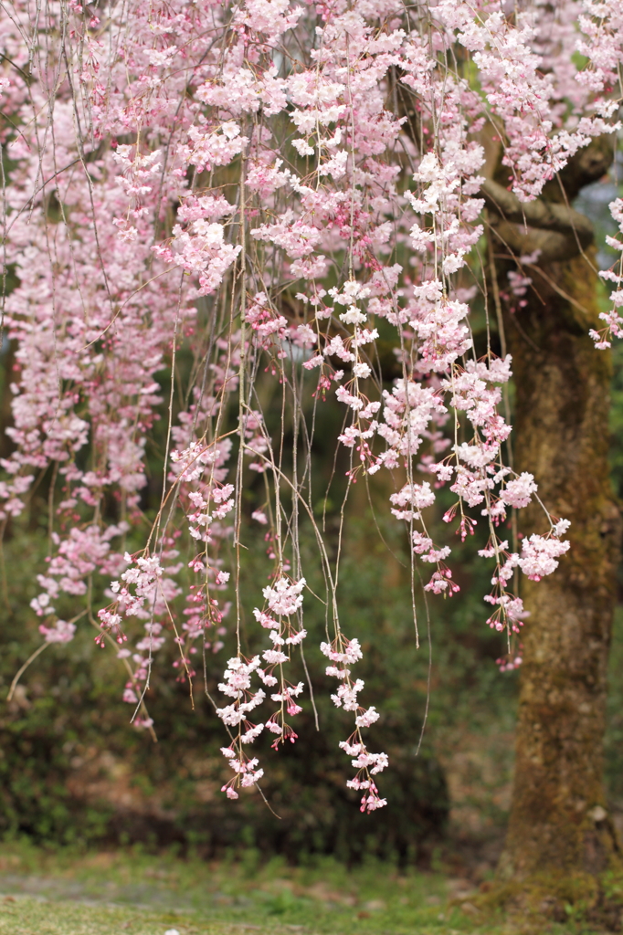 しだれ桜３