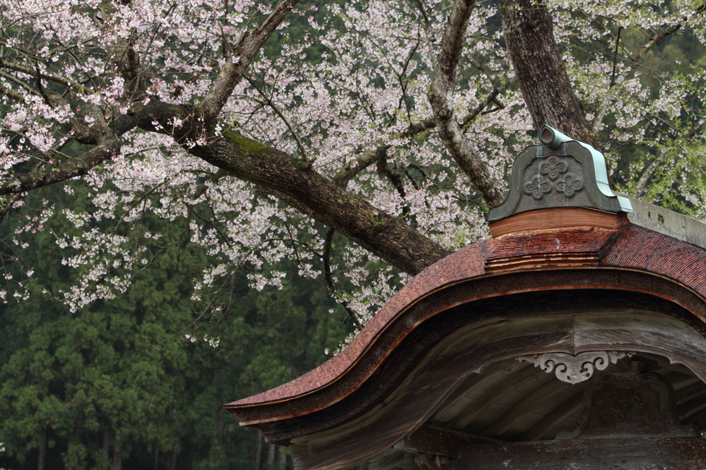 唐門と桜４