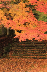 紅葉１０