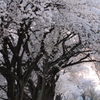 SAKURA4