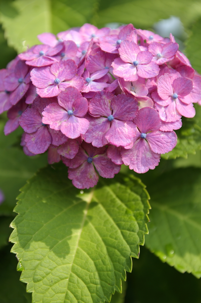 紫陽花４