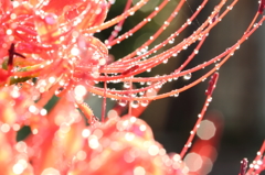 彼岸花１
