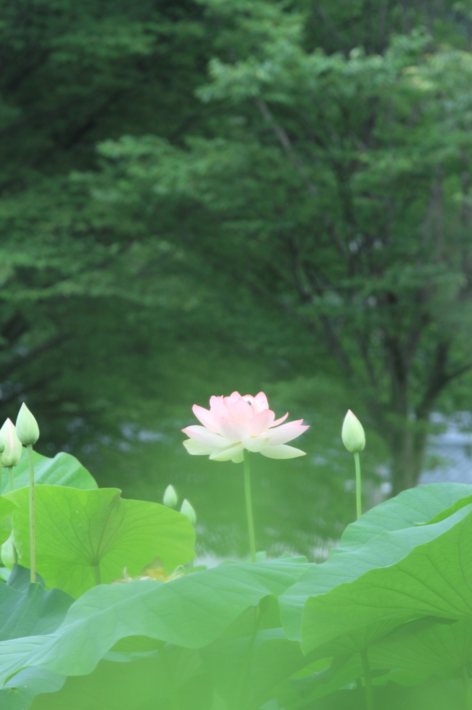 花蓮5