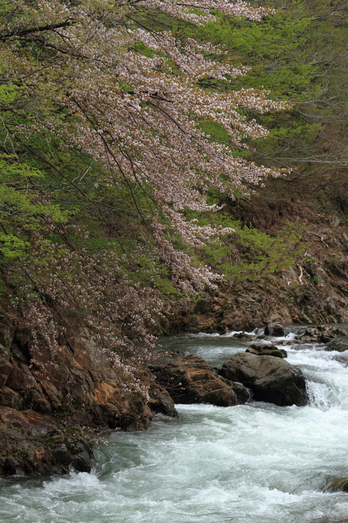 渓流と山桜