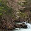 渓流と山桜