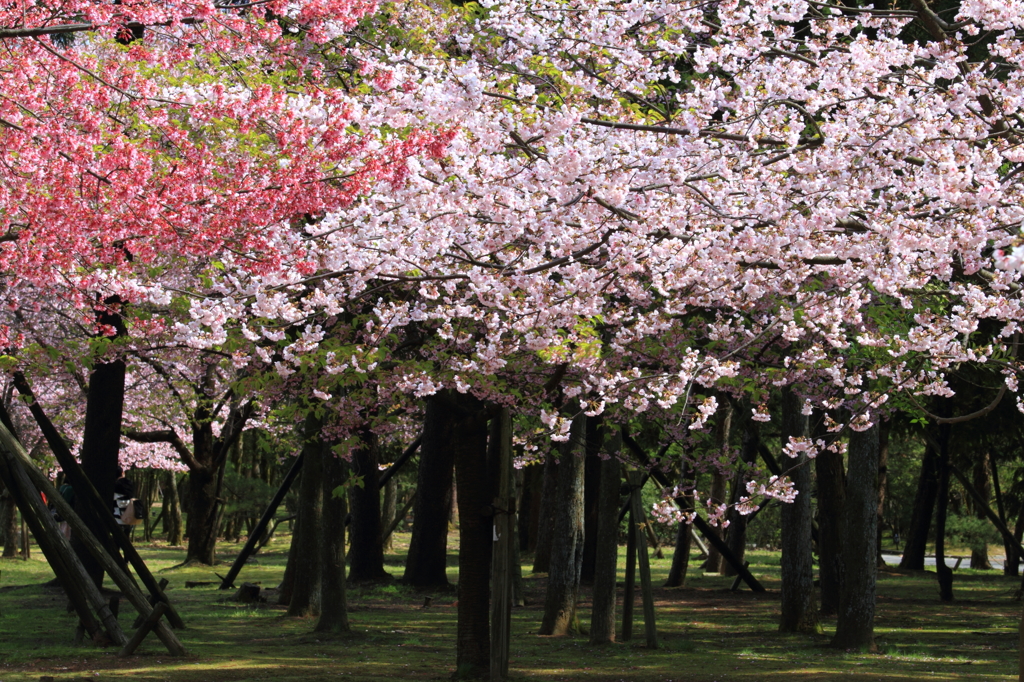 桜の共演